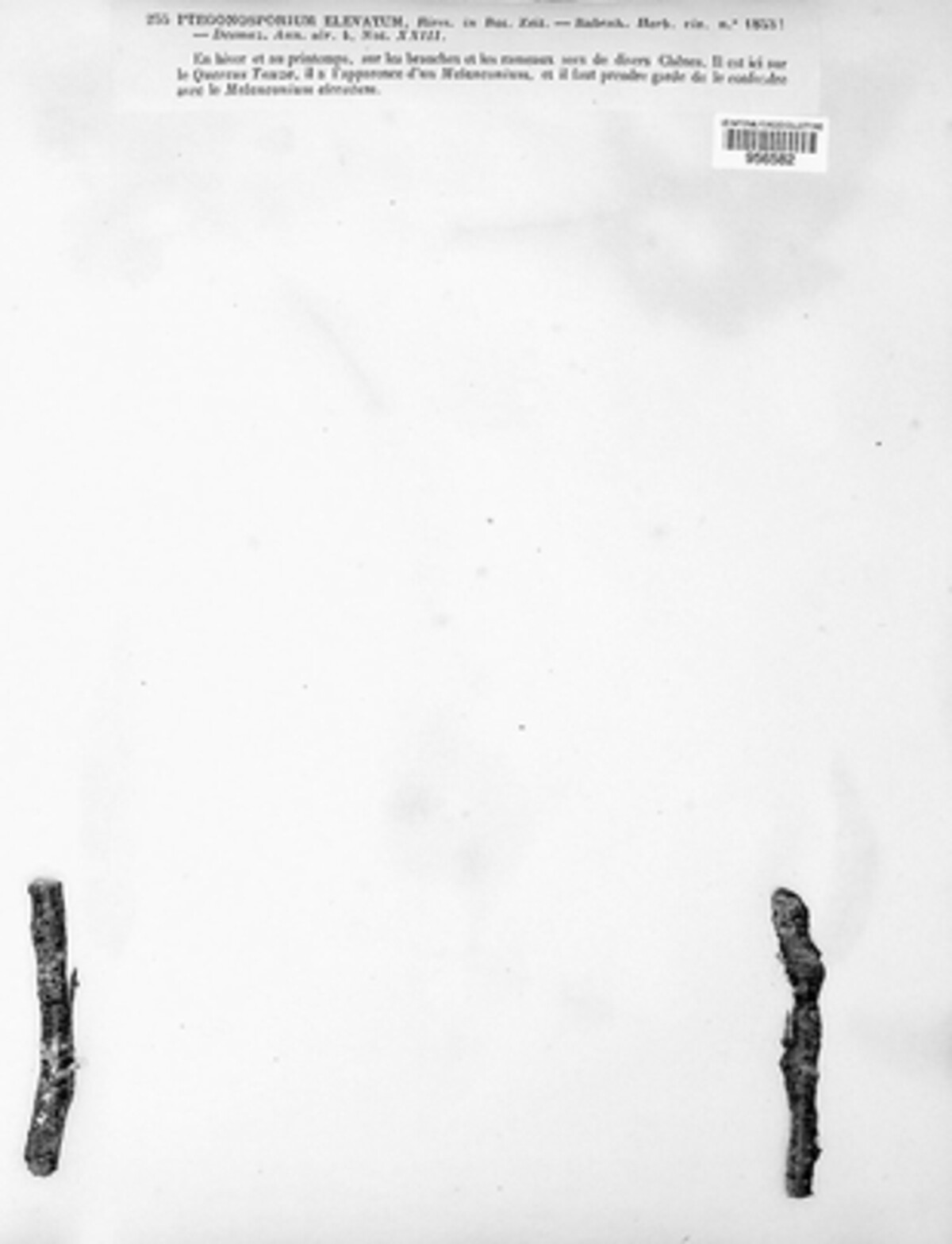 Coryneum image
